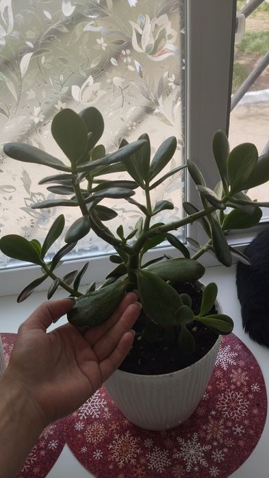Продам Денежное дерево