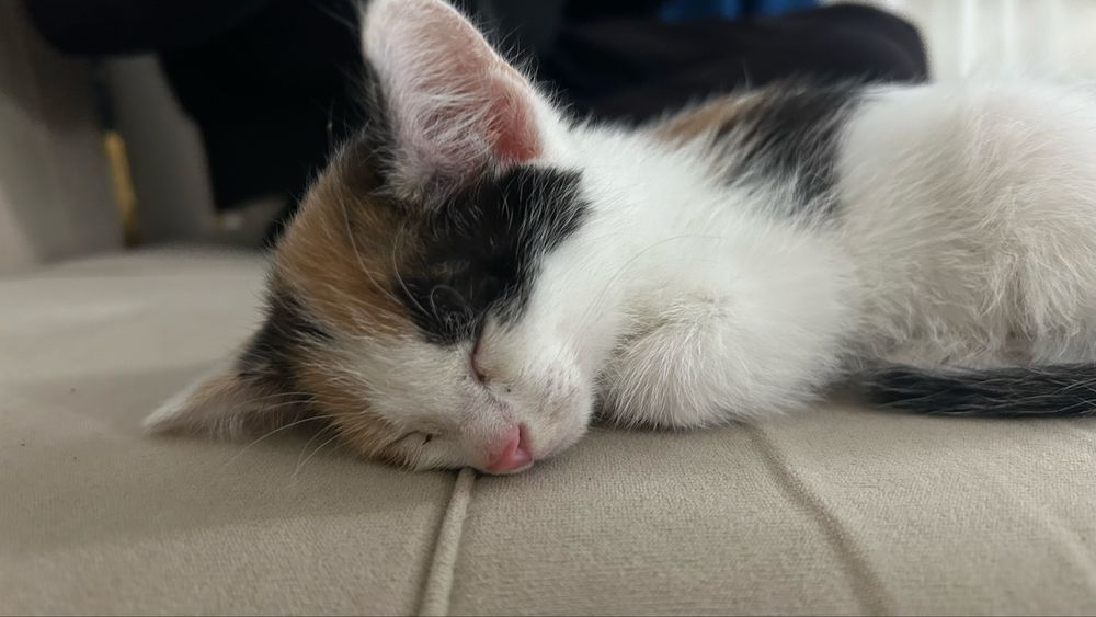 Котенок 1месяц трех цветный девочка