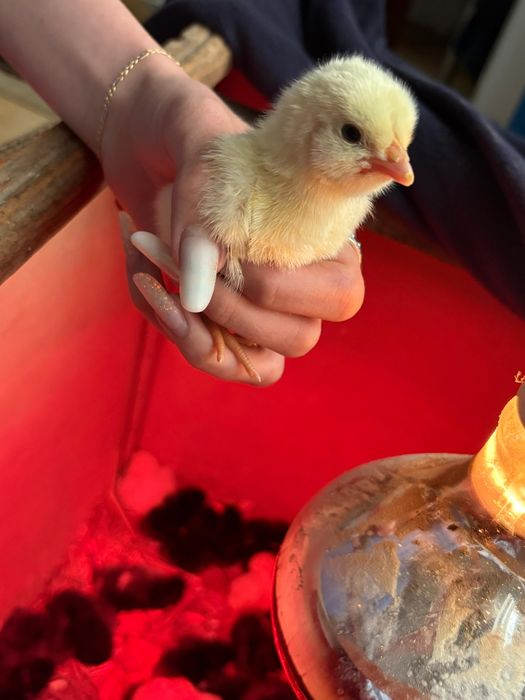 Ouă australorp și labresse