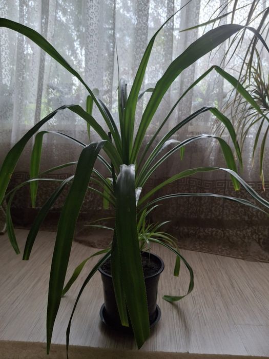 Пальма декоративная  панданус