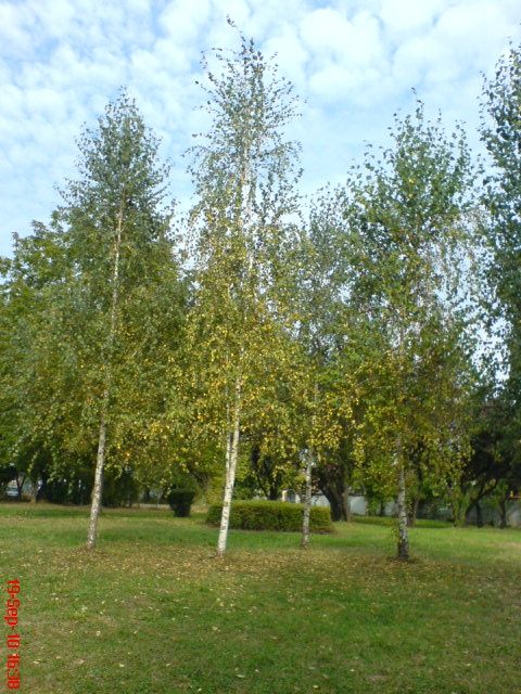 Platani, mesteacan, tei, catalpa, salcam. Copaci mari 3 - 7m