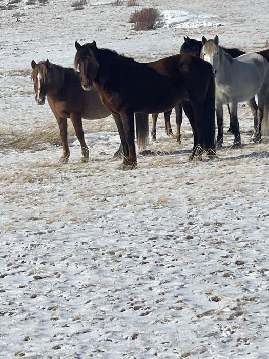 Айгыр сатылады 8 жасар