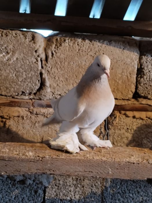 Голубь молодой перс