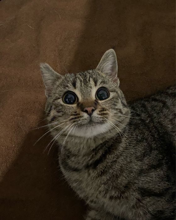 Отдам в добрые руки Котика