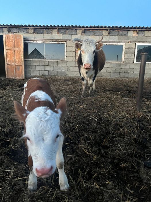 Бұзаулы сиыр,Тайынша сатылады