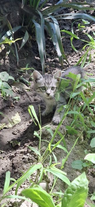 Котята в добрые руки бесплатно