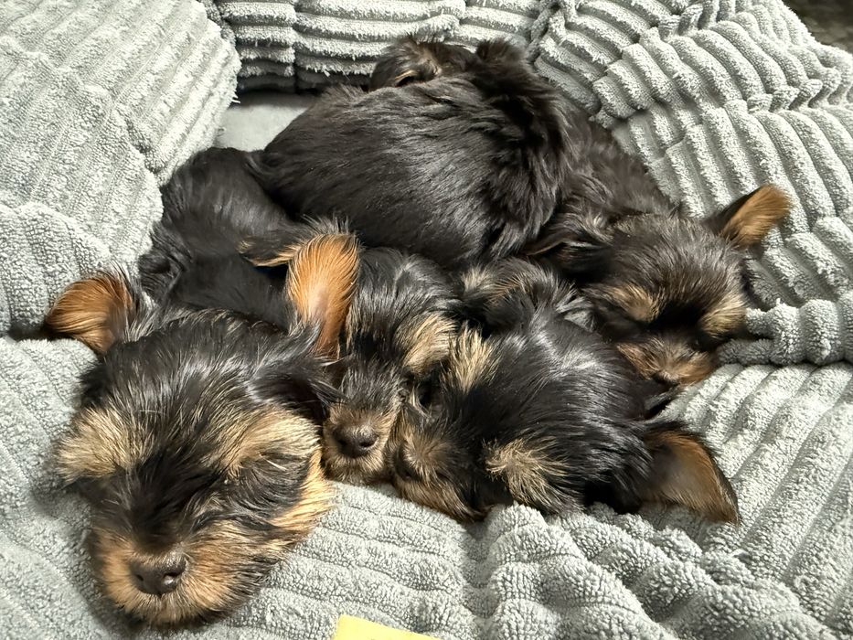 Йоркширский терьер, щенки