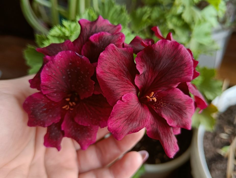 Продам королевскую герань, цветёт
