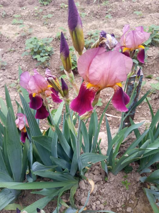 Цветок Ирис красивый