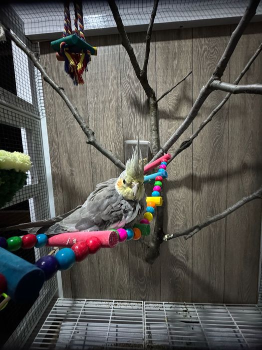 Colivie / cusca + papagal nimfa