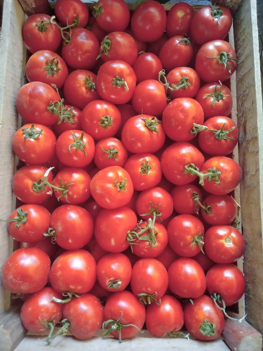 Bozor zakazga oborib beramiz