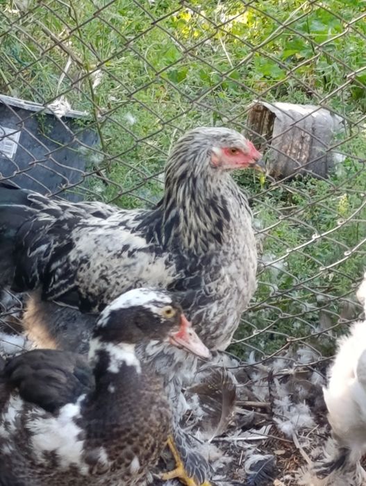 Молодые петухи брама