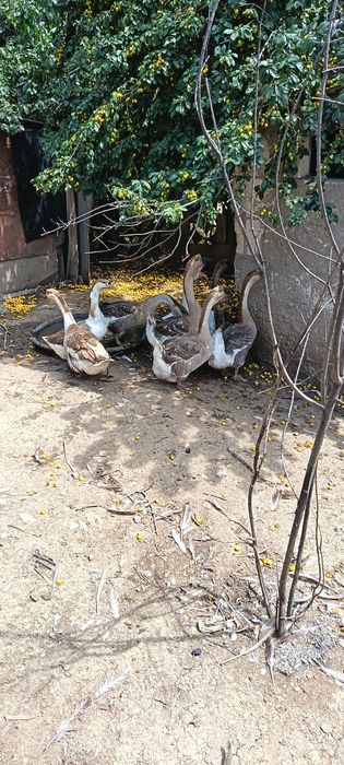 Gâște  de vânzare