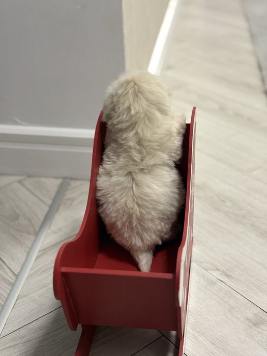 Bichon Maltez Fetita