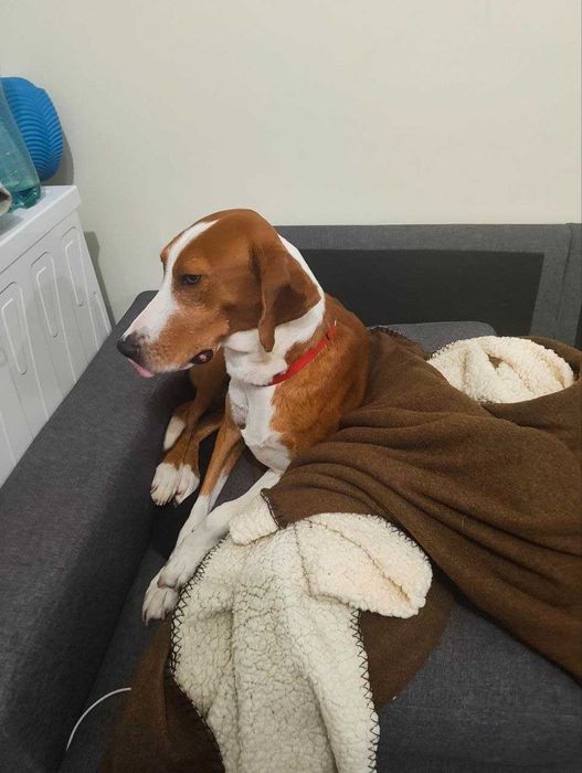 Подарявам куче Гонче на около годинка