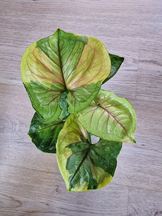 Сингониум Орм Тонг Варигатед