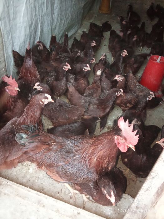 Кихан товуклари малотка