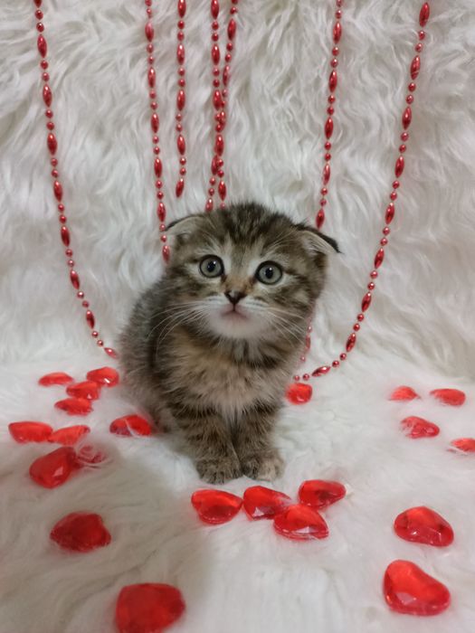 Продам шотландских девочек