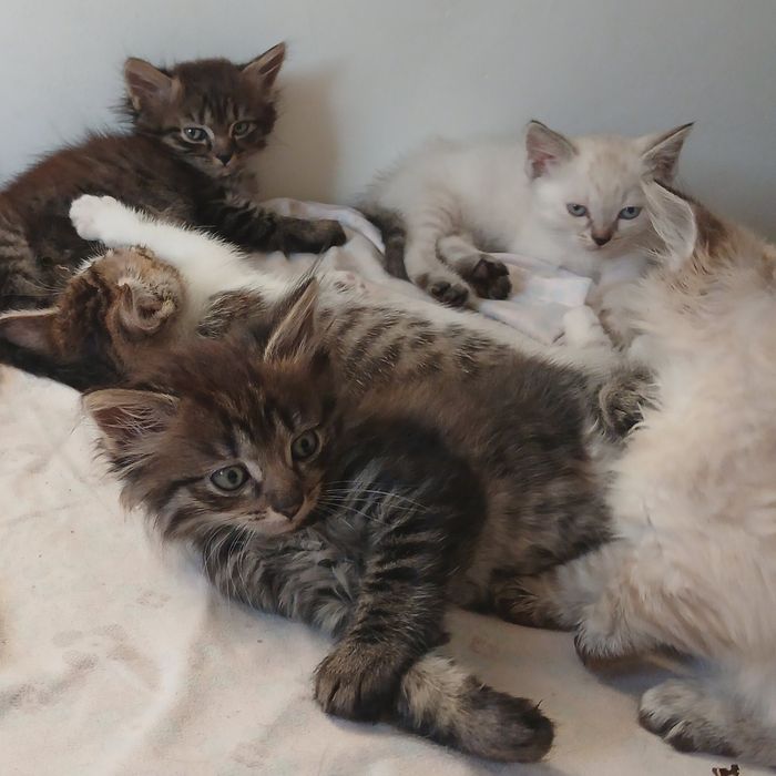Котята шотландские