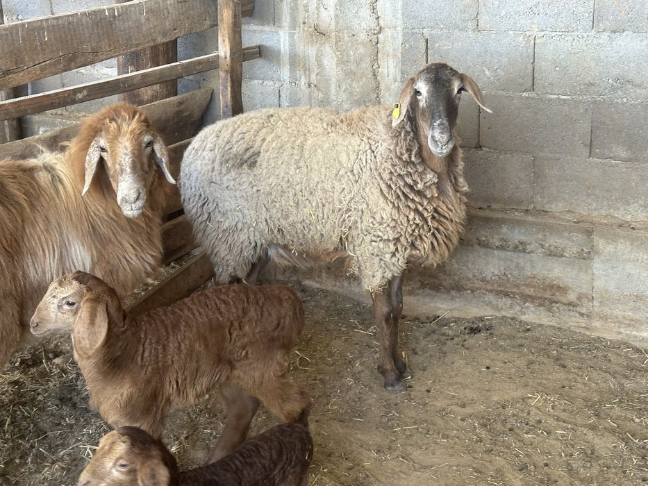 Кой тусак семыз овца