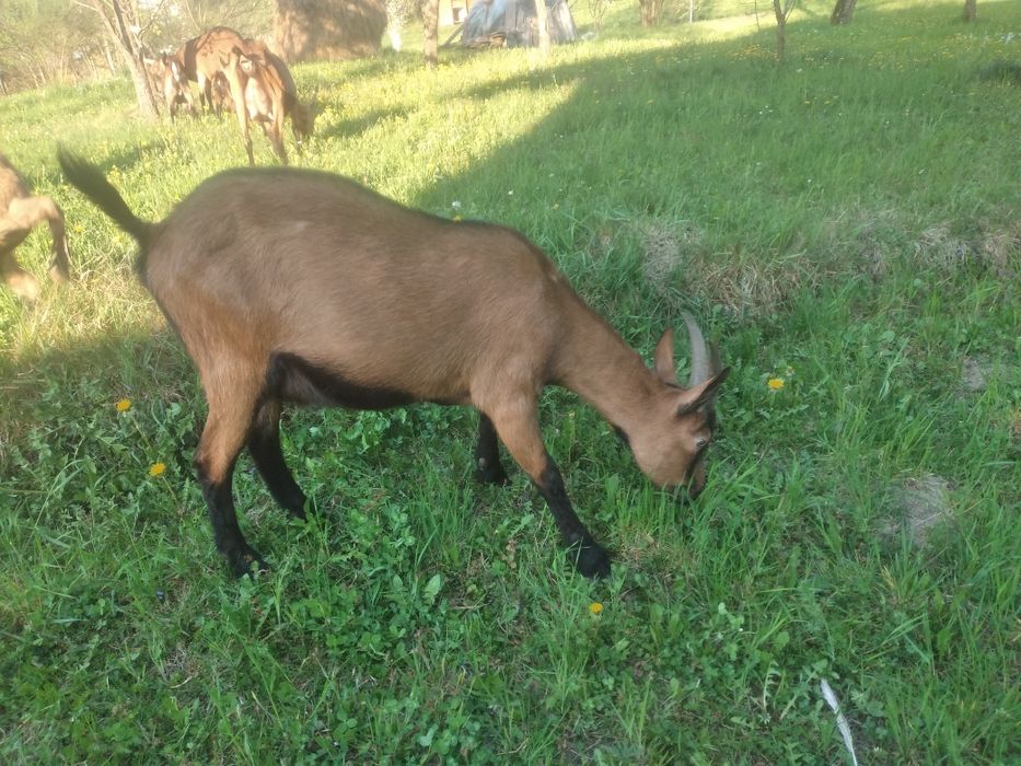 Capra Alpina Franceza și Țap