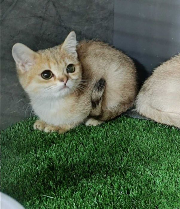 Mushukchalar sotiladi