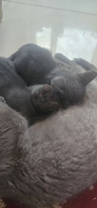 Котёнок русский голубой