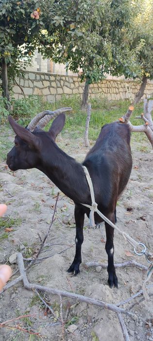 Алпинский зотли эчкилар сотилади