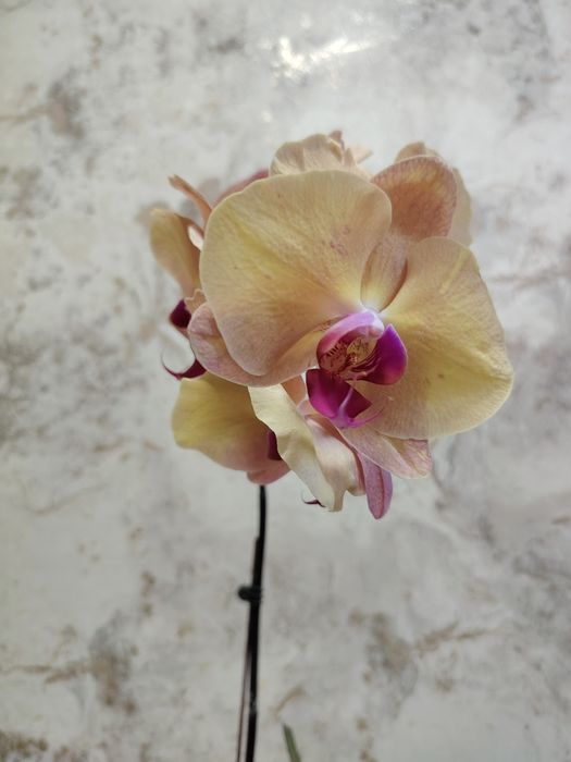 орхидеи по выгодной цене