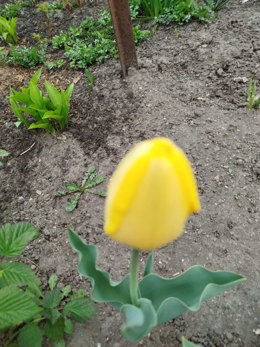 Продам тюльпаны на срез