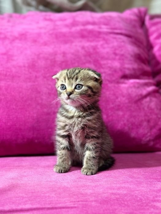 Продам котят британцев