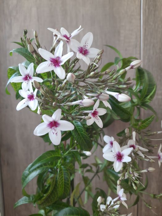 Комнатный цветок псевдоэрантемум