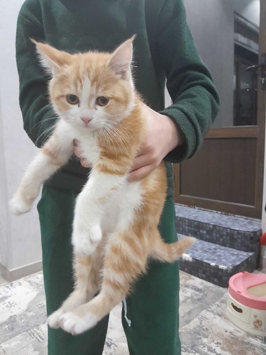 Mushuklar otasi skotish