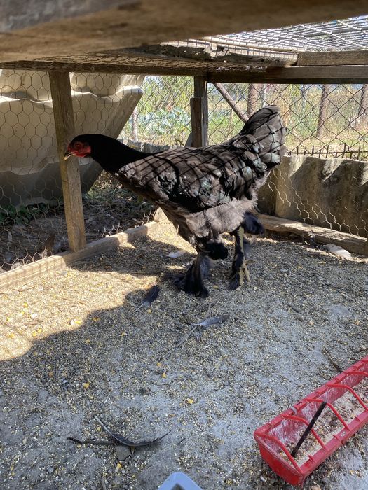 Tineret Brahma negru