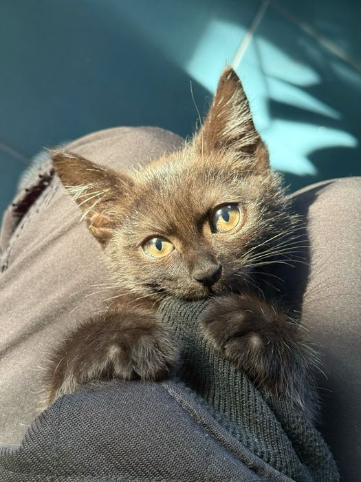 Ищем семью для котенка!