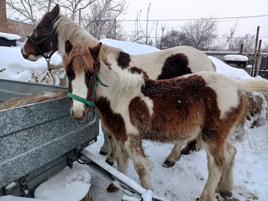 Продам лошадей 3