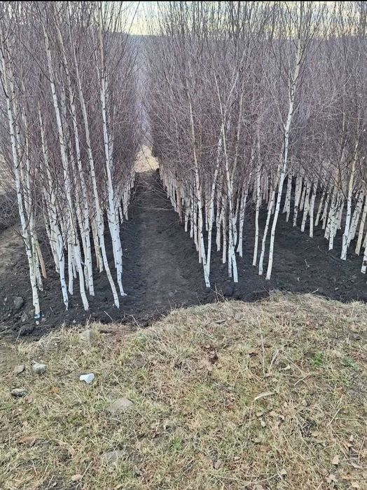 Vânzare Foioase Premium: Carpen, Mesteacăn, Arțar