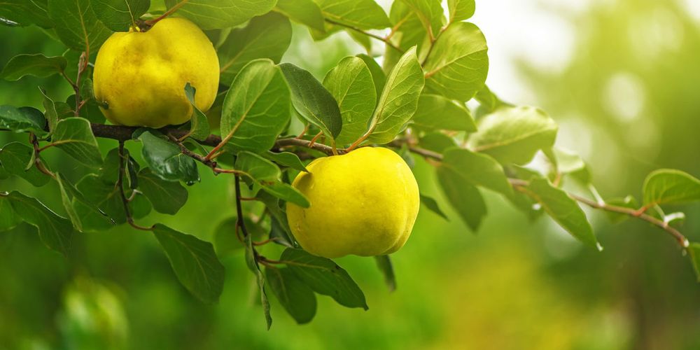 Pomi Fructiferi Columnari (Gutui )