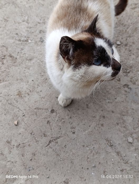 Отдам кошку в добрые руки