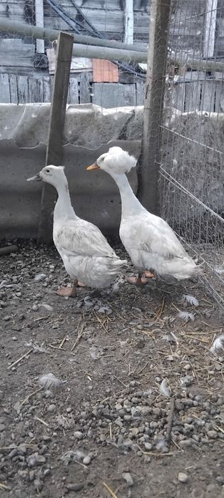 Vând găini românești , 2 labress , 2 gâște și 4 rațe