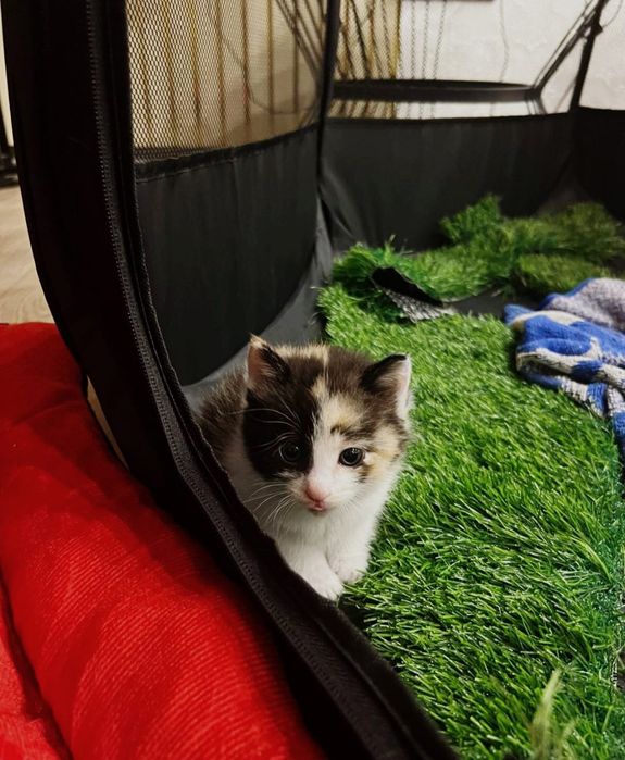 Котенок Крысылов