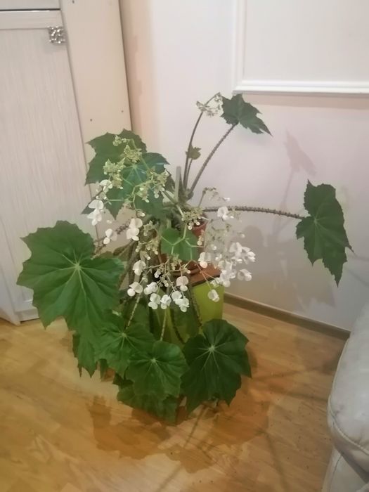 Продаю комнатные цветы