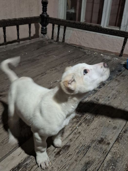 Toza zotli Alabay Buxoroda davrada yutib yuborgan itni bolasi