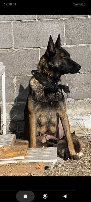 Бельгийский овчарка малинуа