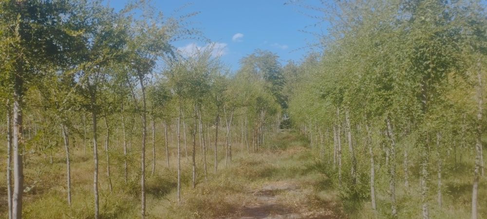 Manzarali daraxt koʻchatlari sotiladi