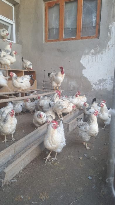 Продаются  Куры!