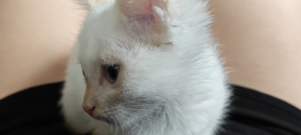 Отдам котёнка бесплатно