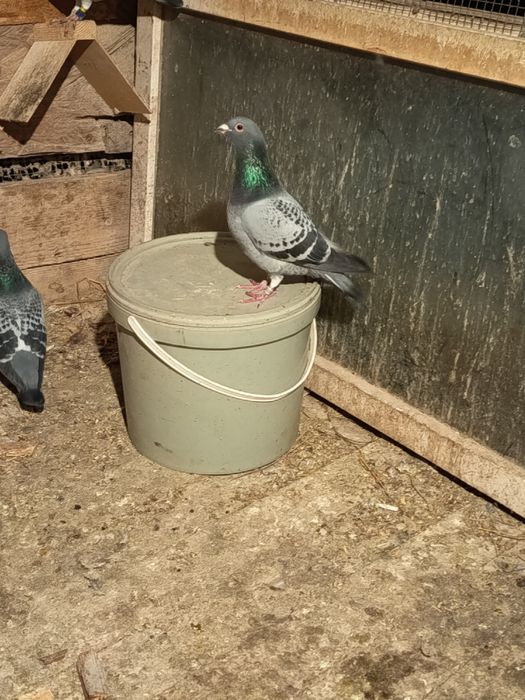 Porumbei voiajori viteza, maraton