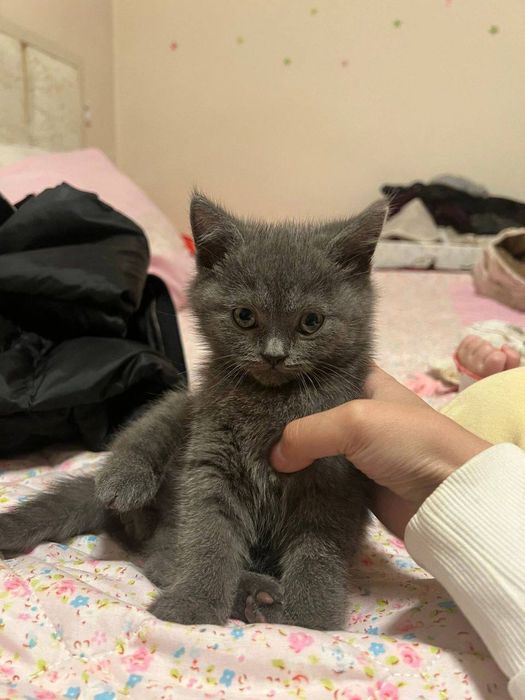 Продаётся котёнок