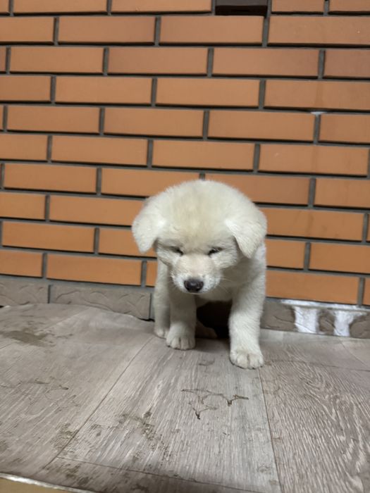 Акита Ину щенки